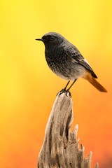 Small bird on a trunk