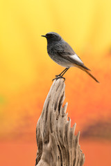 Small bird on a trunk