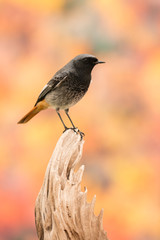 Small bird on a trunk