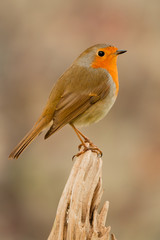 Beautiful small bird