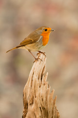 Beautiful small bird