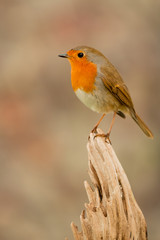 Beautiful small bird