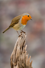 Beautiful small bird