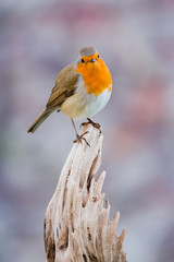 Beautiful small bird