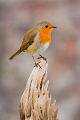 Beautiful small bird