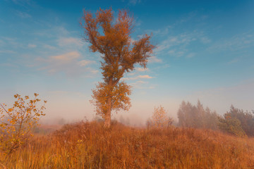 Fototapeta premium Big lonely poplar tree in magical sunrise landscape.