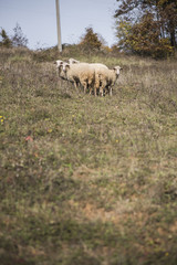 Obraz premium Domestic flock of sheep grazing the grass in the field on a mountain