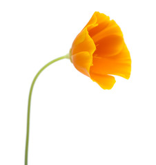 Obraz premium bright californian poppy isolated