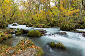 Oirase Stream flowing through the autumn forest