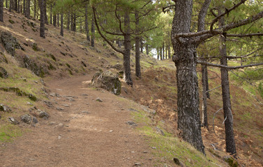 Canarian Pine, Pinus Canariensis