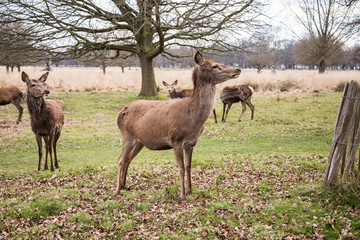 Deers roaming free in the outdoors park