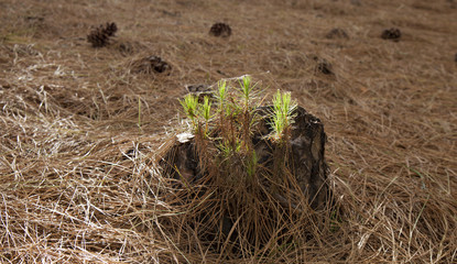 Canarian Pine, Pinus Canariensis