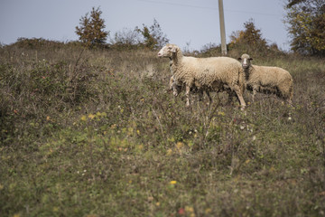 Domestic herd of sheep grazing grass in a field on a mountain