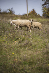 Domestic herd of sheep grazing grass in a field on a mountain