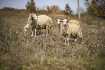 Fototapeta premium Domestic herd of sheep grazing grass in a field on a mountain