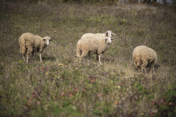 Naklejka na ściany i meble Domestic herd of sheep grazing grass in a field on a mountain