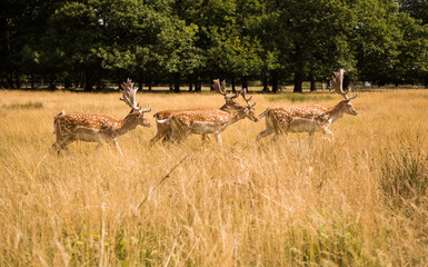 Deers roaming free in the outdoors park