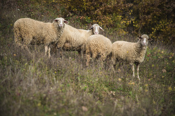 Herd of domestic sheep grazing the grass in an open field on a mountain