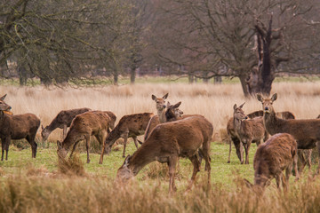 Deers roaming free in the outdoors park