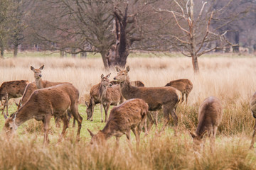 Fototapeta na wymiar Deers roaming free in the outdoors park