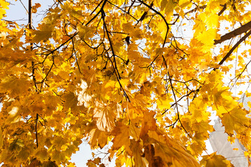 yellow leaves in autumn
