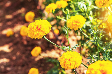 Marigold with the morning light.