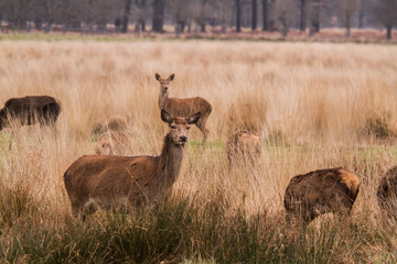 Deers roaming free in the outdoors park