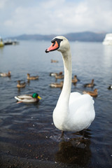 Swan on the lake