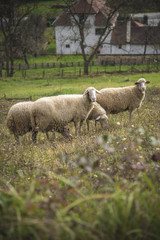 Domestic sheep grazing the grass on a grassy field