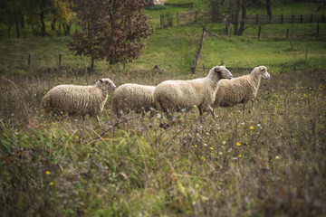 Domestic sheep grazing the grass on a grassy field
