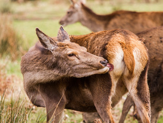 Deers roaming free in the outdoors park