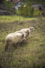 Obraz premium Domestic sheep grazing the grass on a grassy field