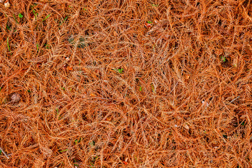 Red dried pine needles, top view.