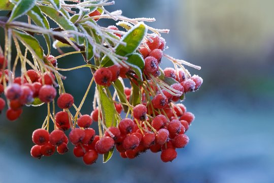 Bacche rosse di Piracanta, (Pyracantha) in inverno con la brina 