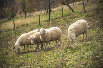 Domestic sheep grazing the grass on a grassy field