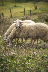 Obraz premium Domestic sheep grazing the grass on a grassy field