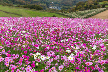 Fototapeta premium Pink Cosmos