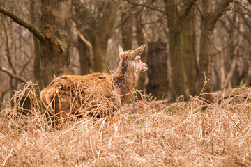 Beautiful portrait of a deer roaming free in the park