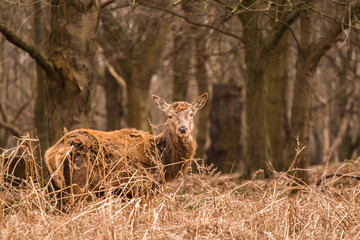 Beautiful portrait of a deer roaming free in the park