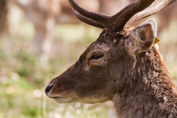 Beautiful portrait of a deer roaming free in the park