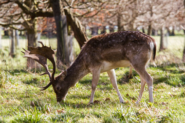 Beautiful portrait of a deer roaming free in the park