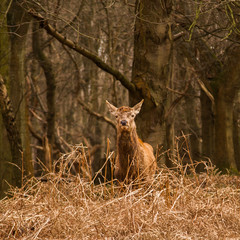 Beautiful portrait of a deer roaming free in the park