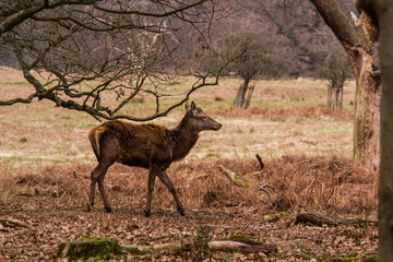 Beautiful portrait of a deer roaming free in the park