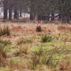 Beautiful portrait of a deer roaming free in the park