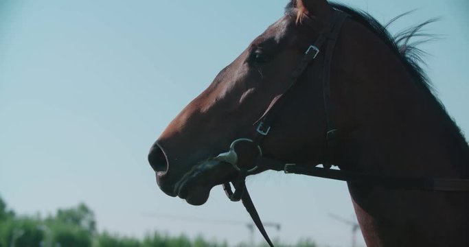 thoroughbred racing stallion horse close-up in slow motion
