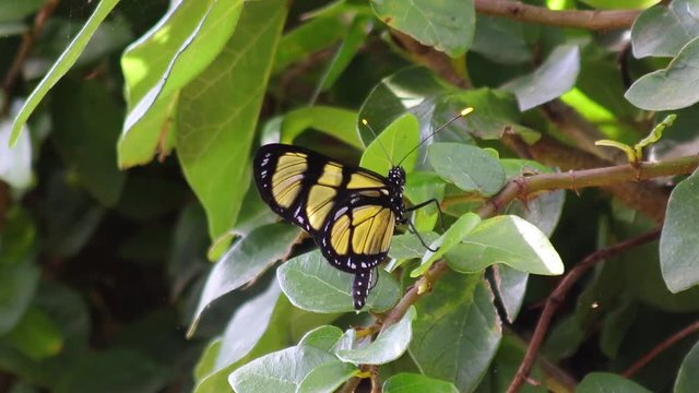 Borboleta amarela e preta.