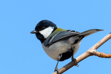 シジュウカラ
