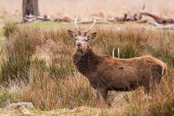 Beautiful portrait of a deer roaming free in the park