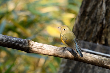 ルリビタキ　若鳥