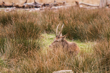 Beautiful portrait of a deer roaming free in the park